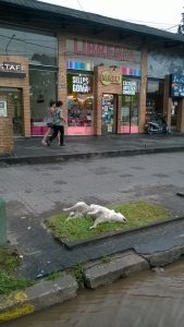 perro muerto en Yerba Buena 2